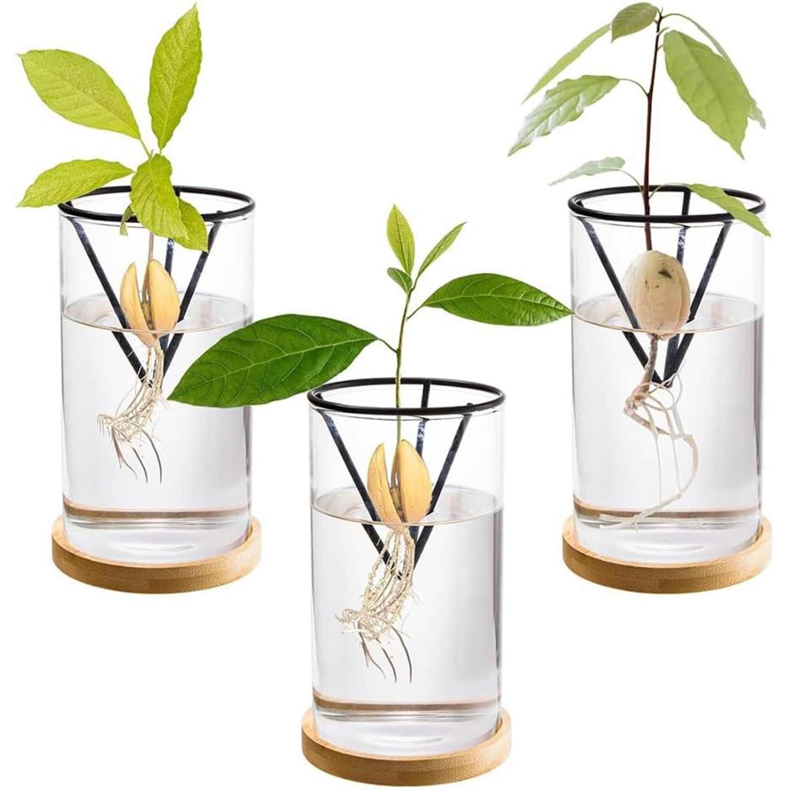 Crystal Growing Kit - 1Set Avocado Baum Wachsenden Kits Hydrokultur