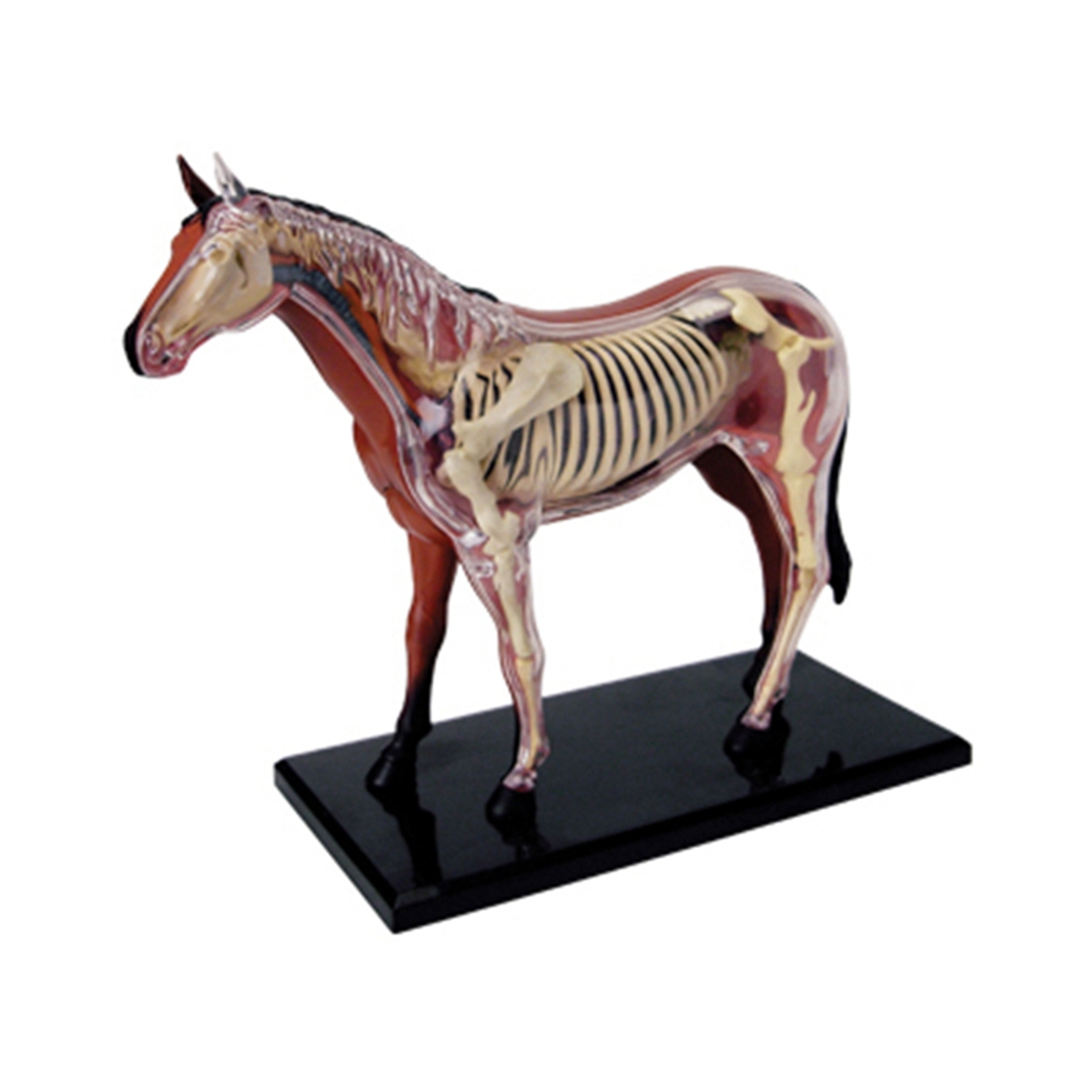 Science Diy Model - Tier Orgel Anatomie Modell 4D Pferd