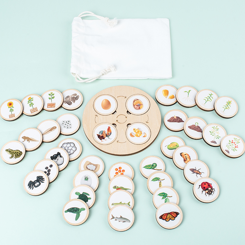 Science Nature - Lebenszyklusbrett, Montessori-Set, Biologie, Wissenschaft, Bildung für