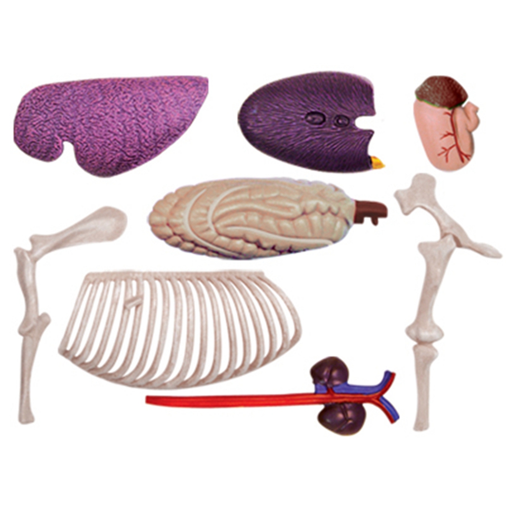 Tier Orgel Anatomie Modell 4D  – Science Diy Model Bewertung und Preis