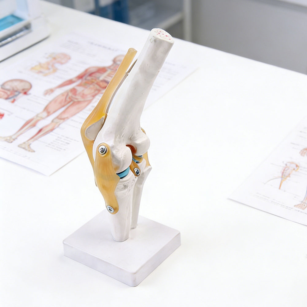 Anatomisches medizinisches Kni – Science Hobbyist Bewertung und Preis